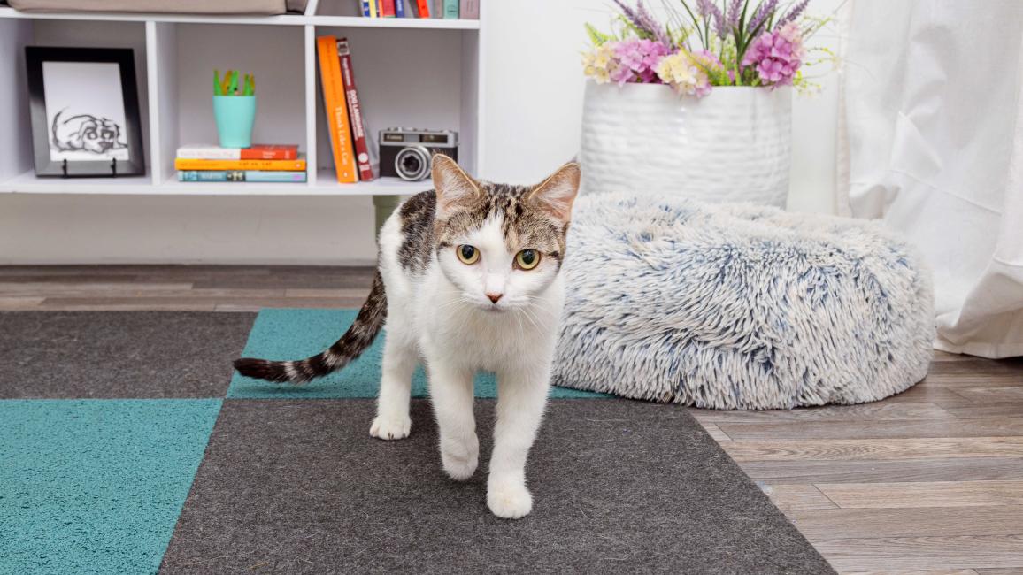 Tabby and white cat in a home setting