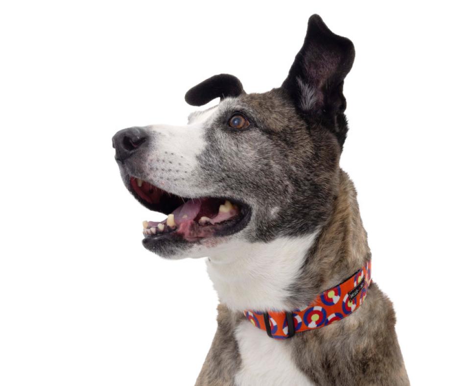 Profile of a brindle and white dog wearing a collar