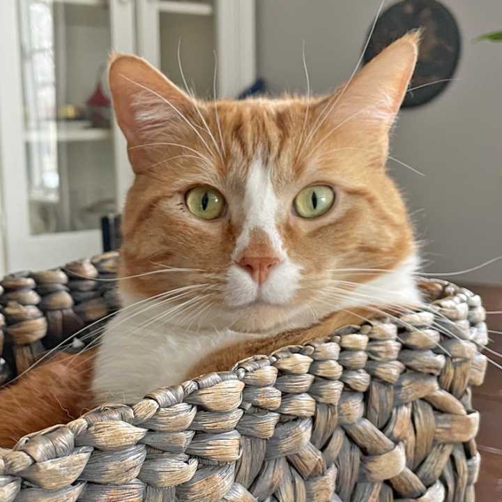Cat relaxing in a woven basket on a table in a home