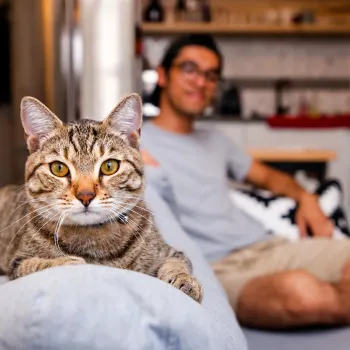 Person relaxing on a couch with a cat