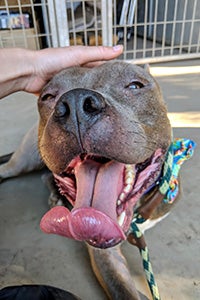 A hand petting Bono, the 3-legged pit bull terrier, with mouth open and tongue hanging out
