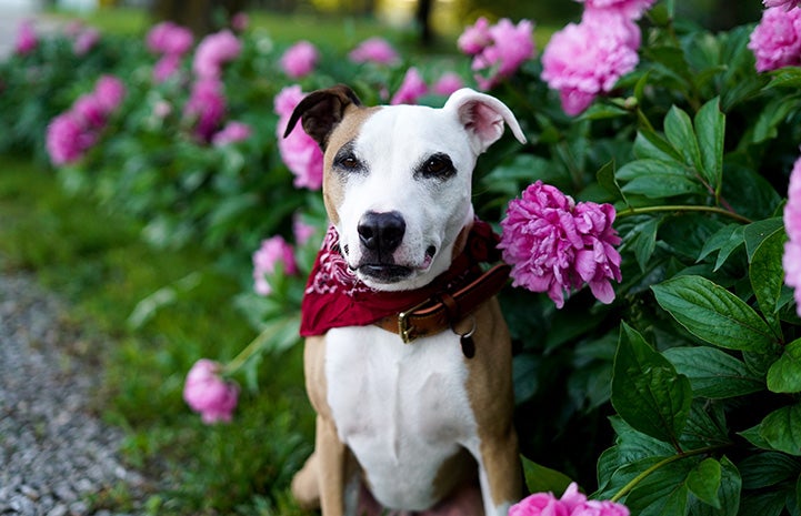Stretch the dog in front of a blooming peony plant