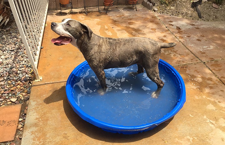 Daphne enjoys a fun dip in the doggy pool