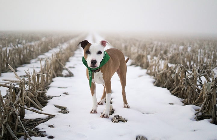 Stretch the dog in a snowy field