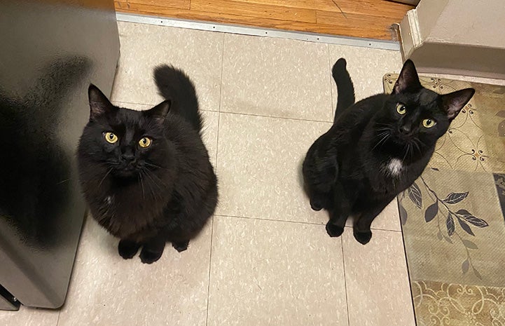 Abra and Cadabra the two black cat brothers adopted together siting next to each other on a tile floor