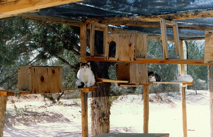 Original outside enclosure at Cat World with some cats on wooden shelves