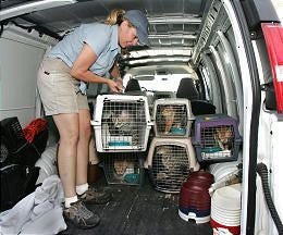 Julie Castle moving crates containing cats in the back of a transport van