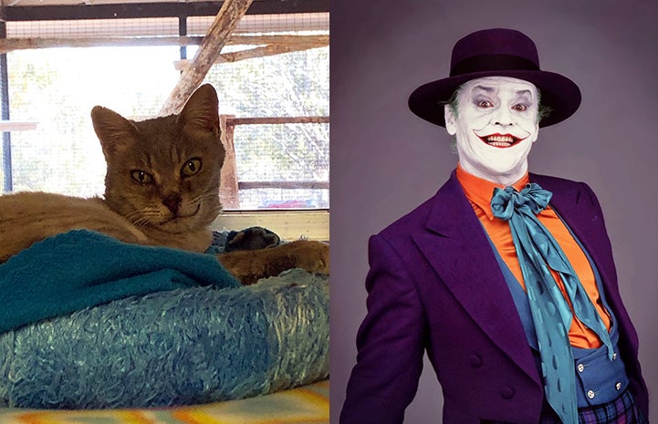 Britney the cat and Jack Nicholson as the Joker as look-alikes