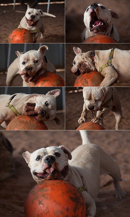 Collage of dog at Best Friends Animal Sanctuary