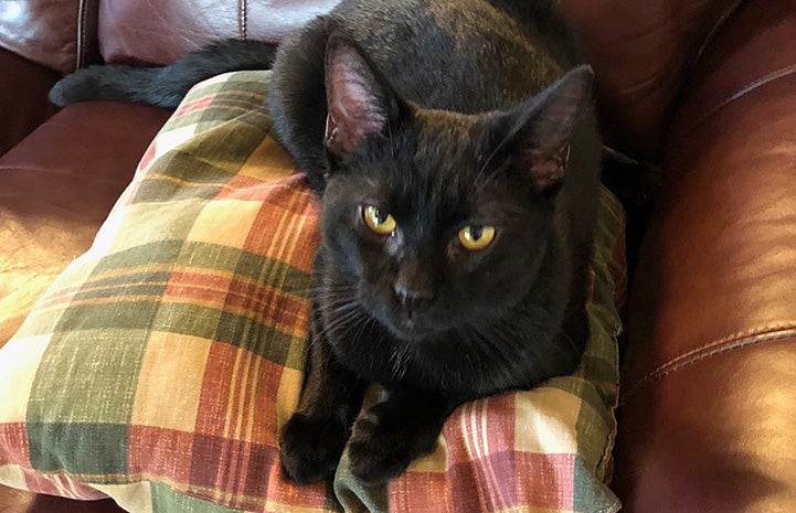 Black cat lying on a plaid colored pillow on a couch