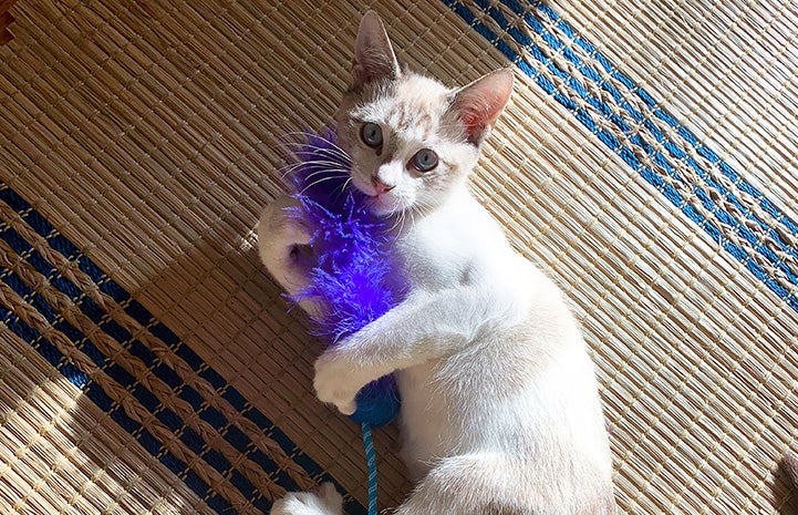 Pelota (now Dexter) the kitten playing with a blue feathery toy