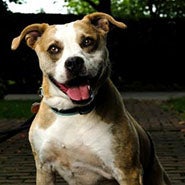 Adopt Cheyenne the dog available for adoption from Lexington Humane Society
