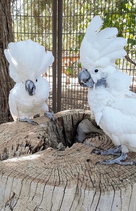 Two cockatoos with their crests up standing on a stump