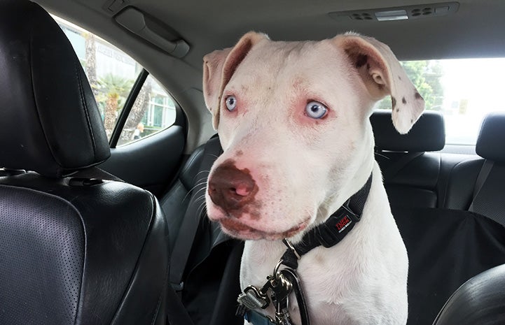 Delilah the white pit bull with blue eyes going for a ride in the back seat of a car
