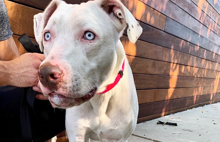 Person with Delilah the white pit bull with blue eyes, out on a walk next to a wooden wall