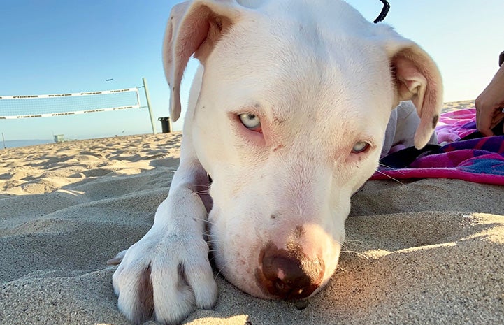 Delilah the pit bull terrier lying on the sand at a beach