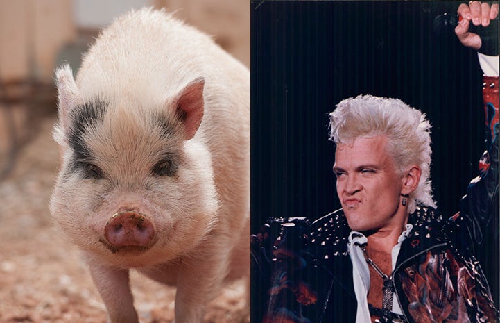 Diesel the potbellied pig next to Billy Idol as look-alikes