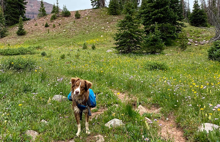 Scout the dog on a grass and flower covered hill wearing a backpack