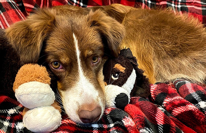 Scout the dog lying on a red plaid blanket with a plush toy