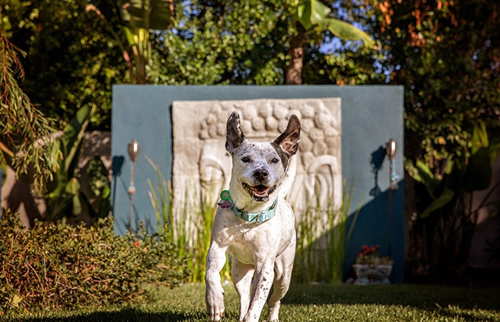 Seven the dog, happily running, with ears flipped up