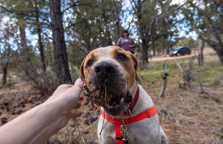 Hand reaching out to Titus the dog who has a pine cone in his mouth