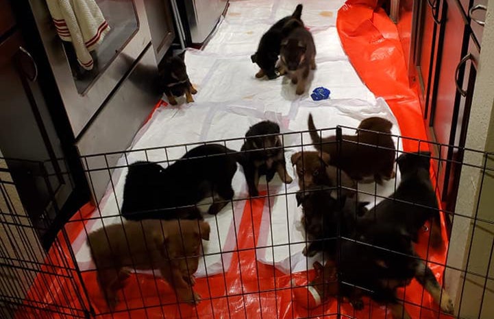 The litter in the puppy-proofed kitchen