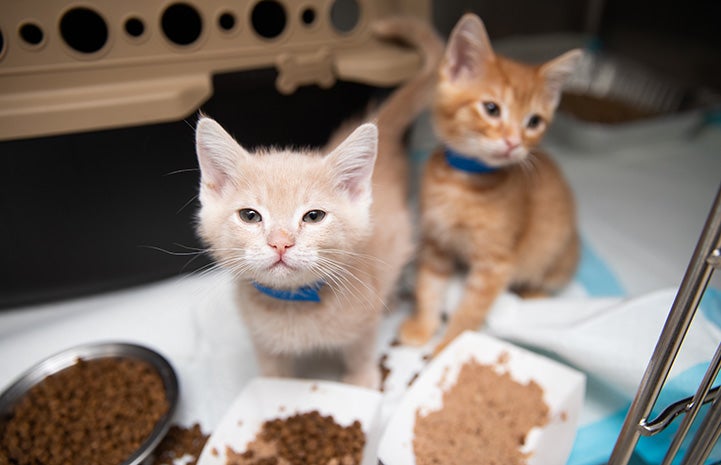 Pair of fluffy kittens with some plates of food in front of them and a carrier behind them