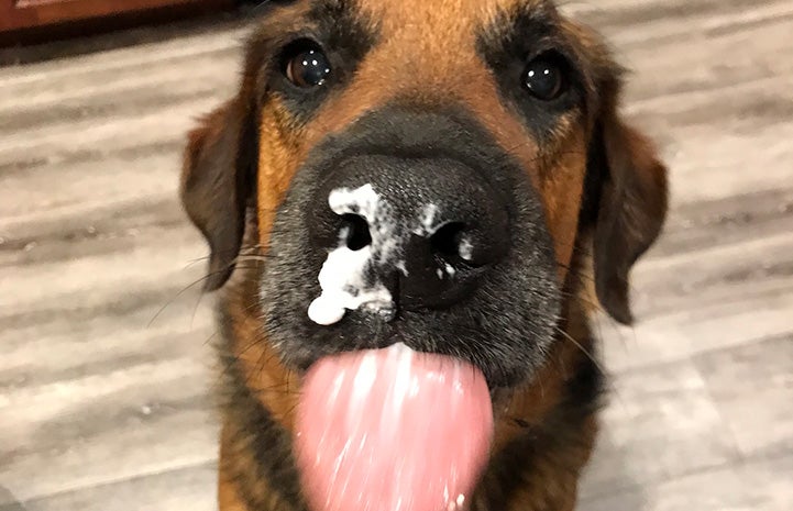 German shepherd dog Porter with whipped cream on his nose and tongue out to lick it off