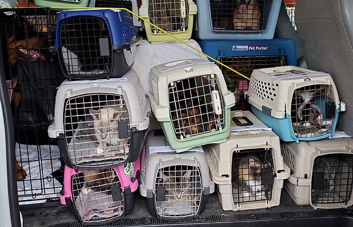 Huge pile of pet carriers holding cats stacked in a van