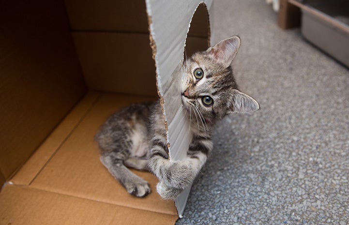 Tabby kitten playing in a cardboard box