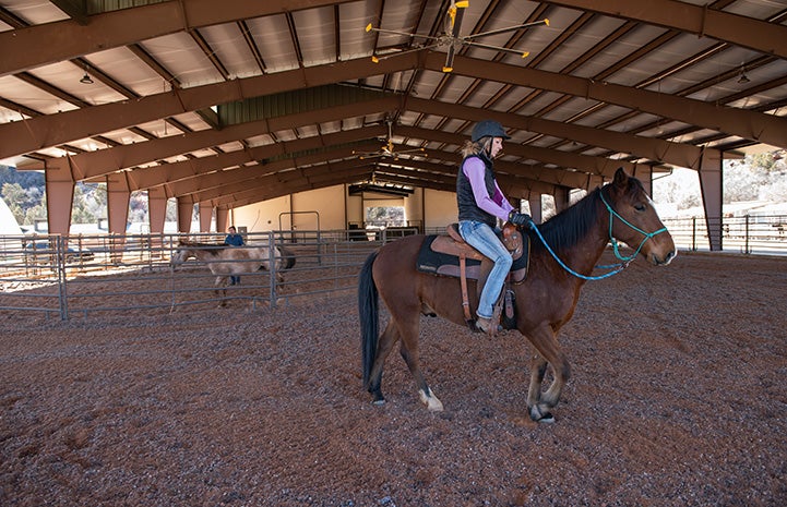 Person riding Jasper the horse in the arena