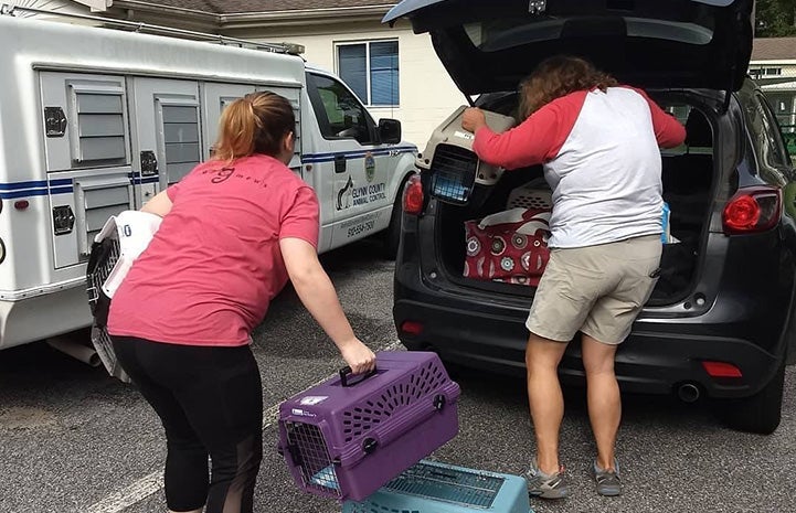 People loading cats in crates into a transport SUV