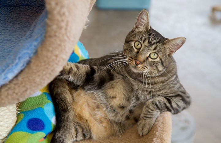 Dilly, the 11-year-old brown tabby with a paralyzed hind end