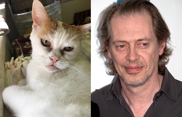 Lydia the cat next to Steve Buscemi as look-alikes