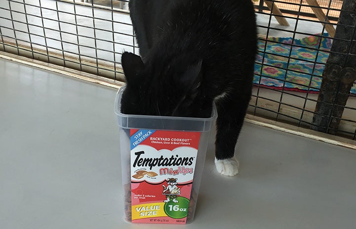 Fozzy the cat with his head in a Temptations treat container eating his fill
