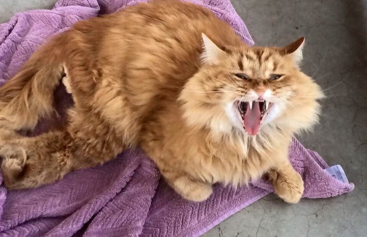Medium hair orange tabby cat yawning and lying on a lavender towel