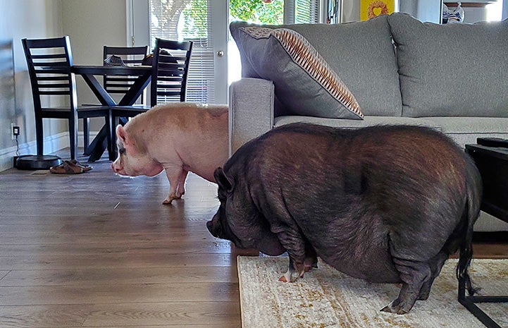 Diesel and Papa the pigs inside the house, walking on either side of a couch