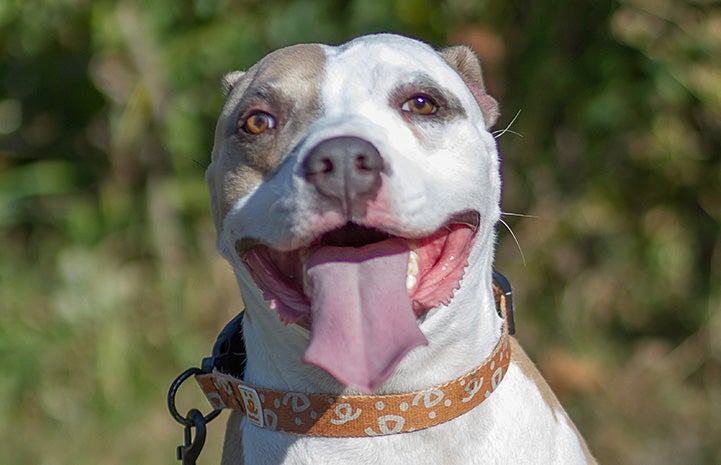 Bullseye the pit bull terrier smiling with his tongue out