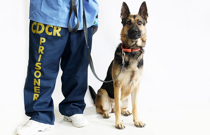 Koko the dog sitting next to the legs of a person in the Paws for Life Canine K9 Rescue program