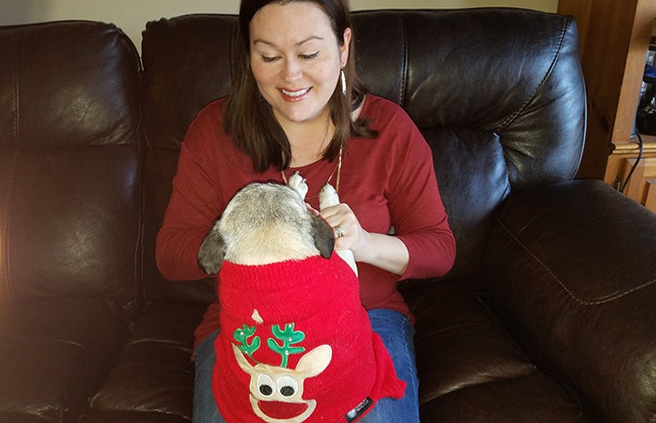 Piper the pug wearing a Christmas sweater up on Brandy's lap