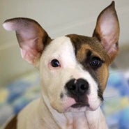 Adopt Sage the dog available for adoption from Lexington
