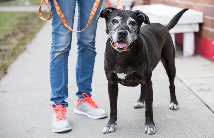 Older black dog with gray muzzle being walked with a Best Friends leash