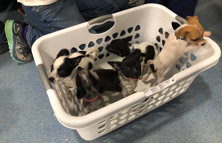White laundry basket holding a litter of puppies