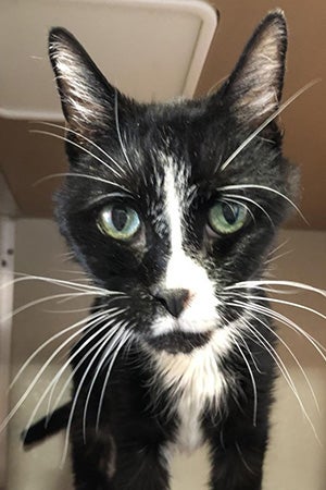 Close-up of the face of Mr. Meows, a black and white senior cat