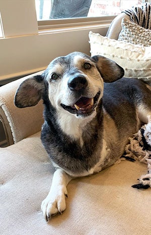 Senior dog Jack lying on a chair, after his amputation surgery