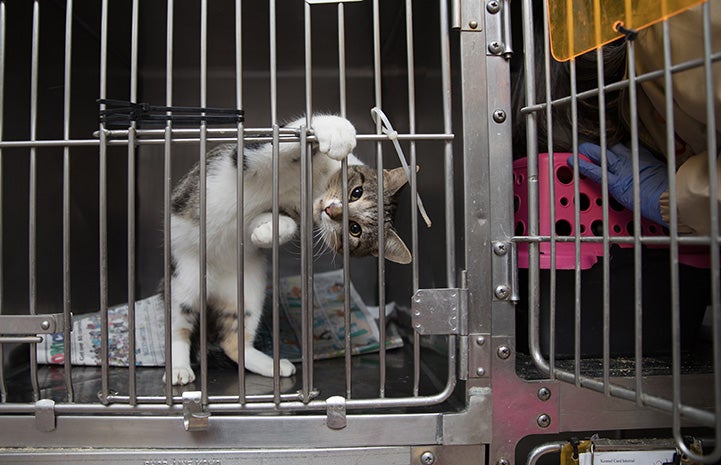 Tabby and white kitten hanging from the bars in a kennel