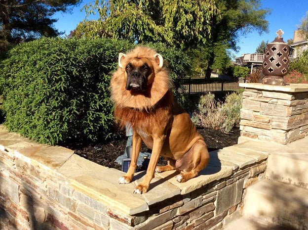 Boxer wearing a lion outfit and sitting on a wall