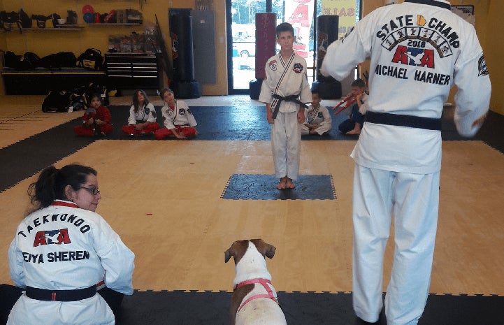 Alice the dog observing a taekwondo class