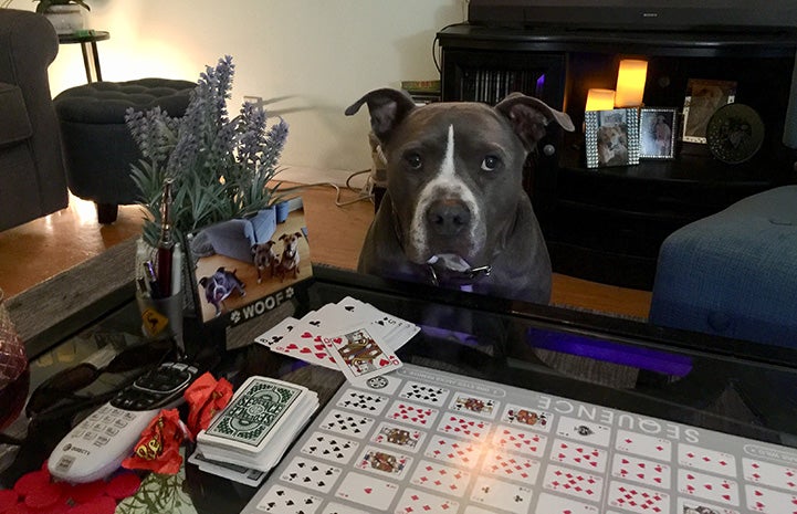 Gary the gray and white pit bull terrier type dog sitting behind a card game