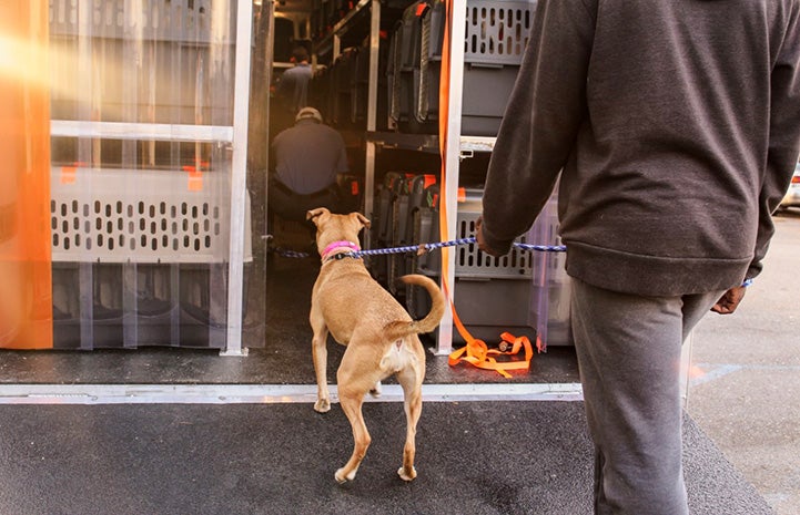 Big brown dog being led on a leash into the back of a transport truck holding big kennels